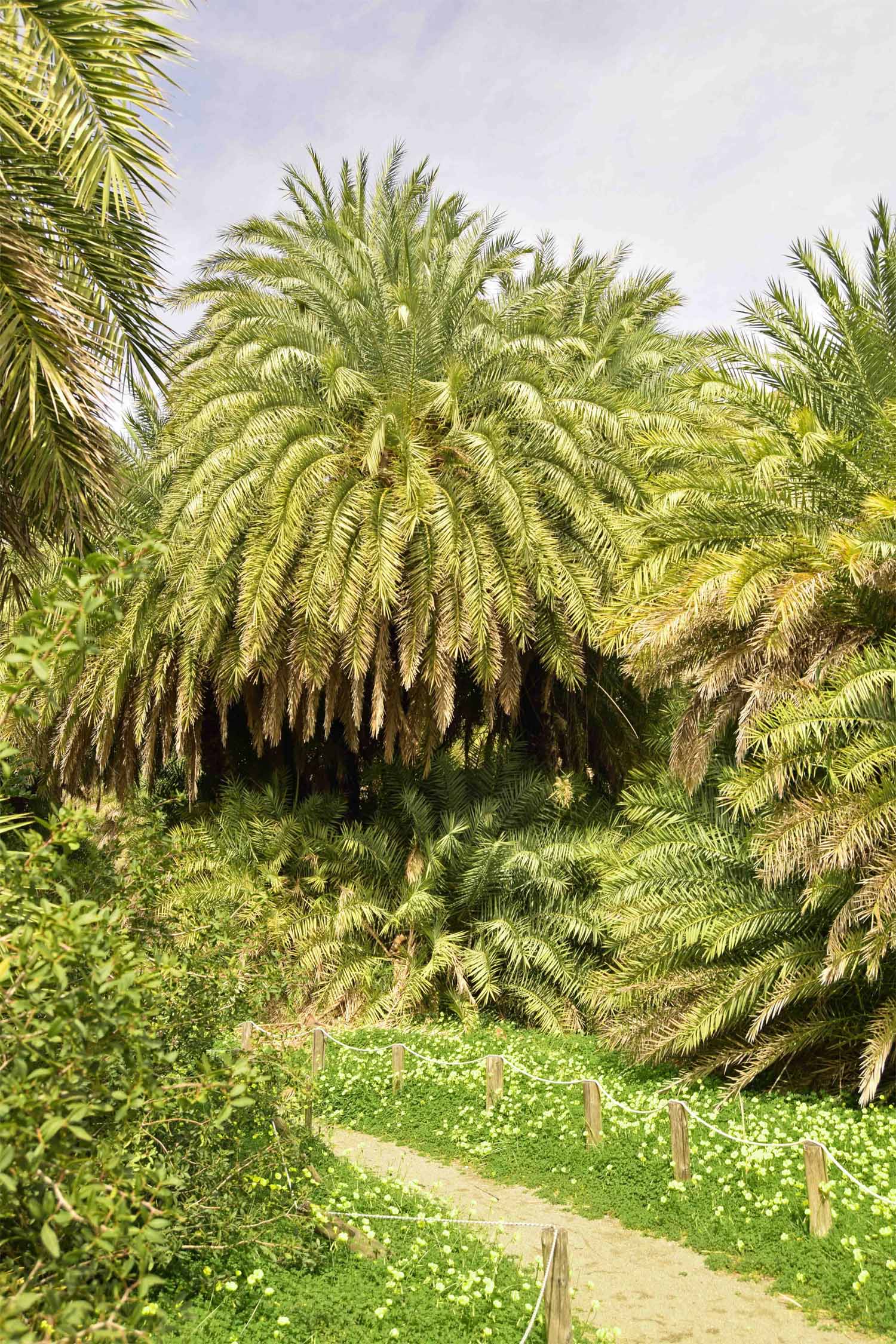 Lush palms alongside the river 